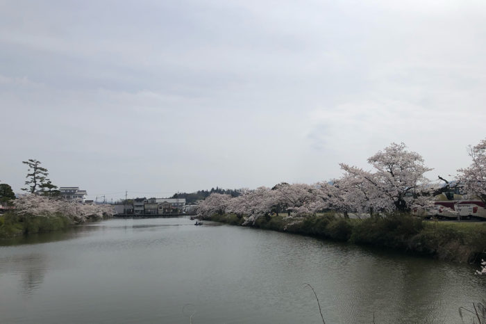 桜満開の丹波篠山詣で！